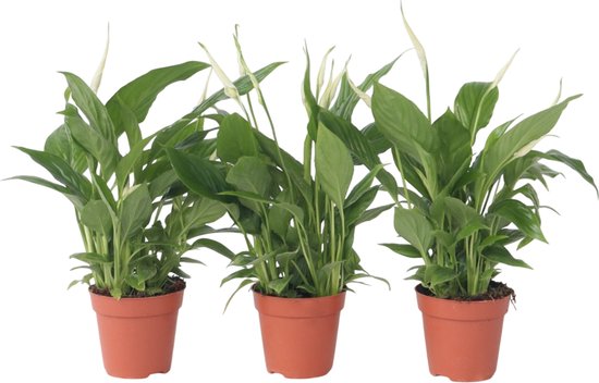 Spathiphyllum 'Lepelplant' - Set van 3 - Luchtzuiverend - Kamerplant - Pot 12cm - Hoogte 30-40cm