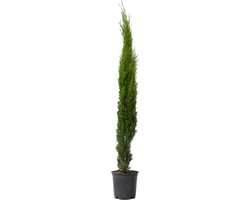 Plant in a Box - Cupressus sempervirens - Toscaanse Cipres - Zuilvormige conifeer - Pot 19cm - Hoogte 70-80cm