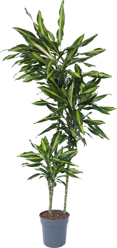 Plant in a Box - Dracaena fragrans Cintho - Dragonnier - Plante d'intérieur purificatrice d'air - Facile d'entretien - Pot 24cm - Hauteur 140-150cm