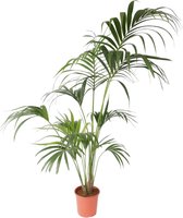 Plant in a Box - Howea Forsteriana - Kentia palm - XXL Groene kamerplant - Pot 24cm - Hoogte 150-170cm