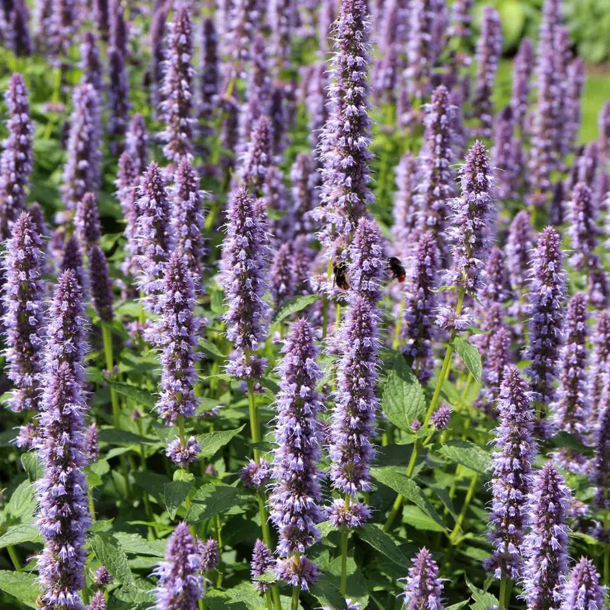 12x Agastache 'Black Adder' (Dropplant) – Winterharde Geurplant (Voor 2m², p9 Potmaat, 9x9 cm)