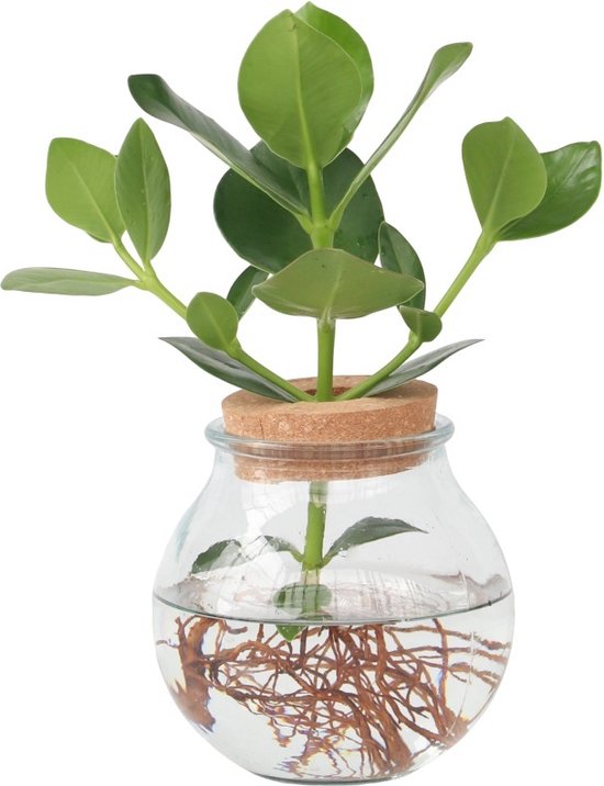 Clusia – Hydroponie – Kamerplant op water