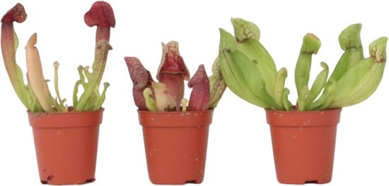 Sarracenia