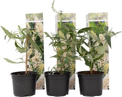 Plant in a Box - Buddleja Wit - Arbre à Papillons Rustique pour le jardin - Pot 9cm - Hauteur 25-40cm