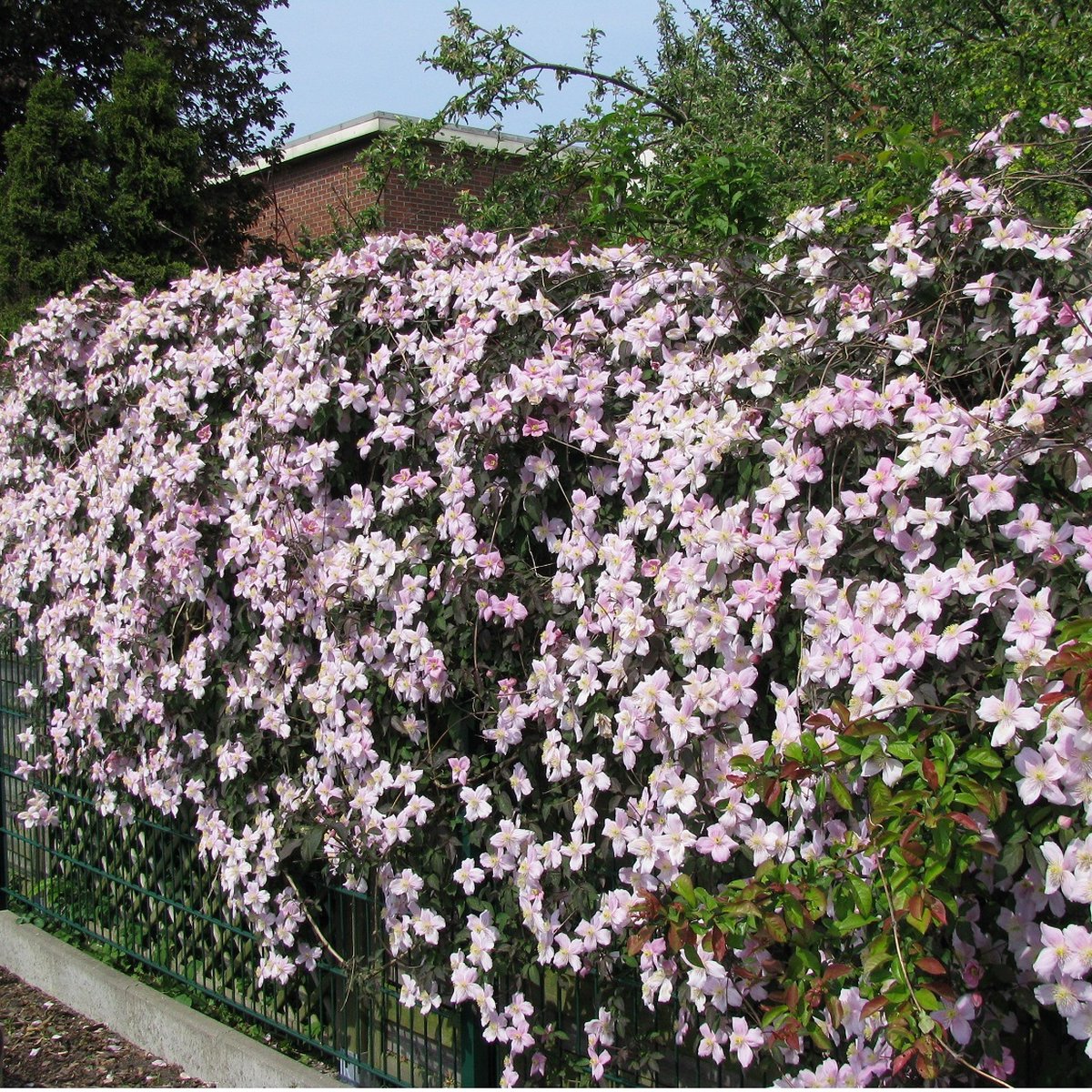 3 x Clematis Montana Rubens: 3 halen/2 betalen - Klimplant - Roze Bloeiend, Meerjarig en Winterharde Tuinplanten | 3 x 1,5 liter pot