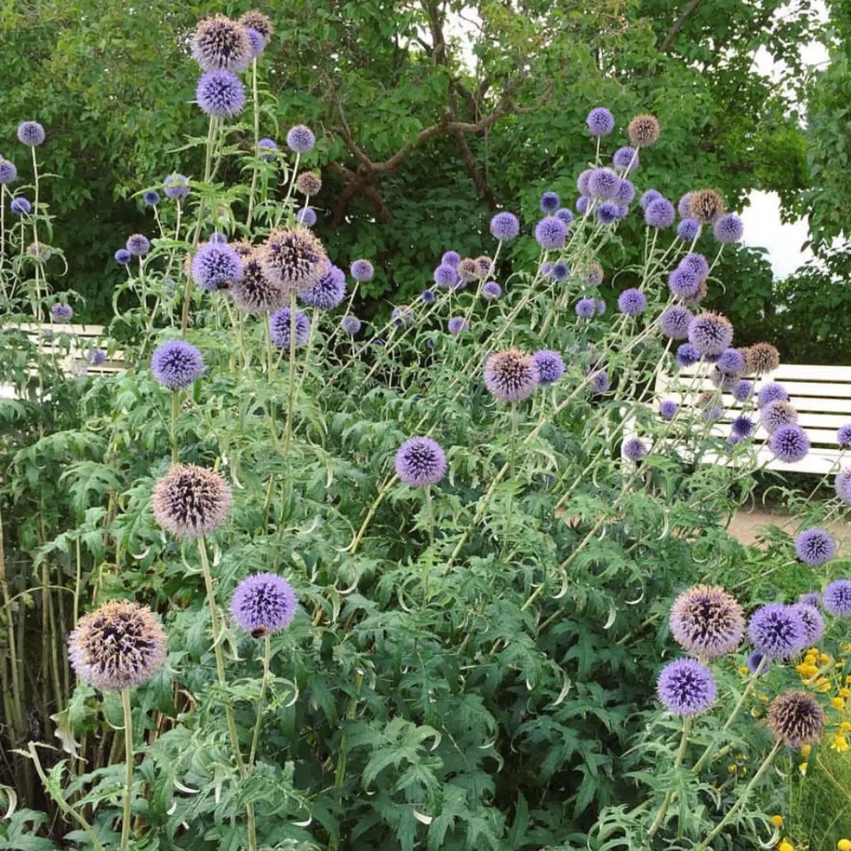 12x Echinops bannaticus 'Blue Globe' (Kogeldistel) – Winterharde Vaste Plant (Voor 2m², p9 Potmaat, 9x9 cm)