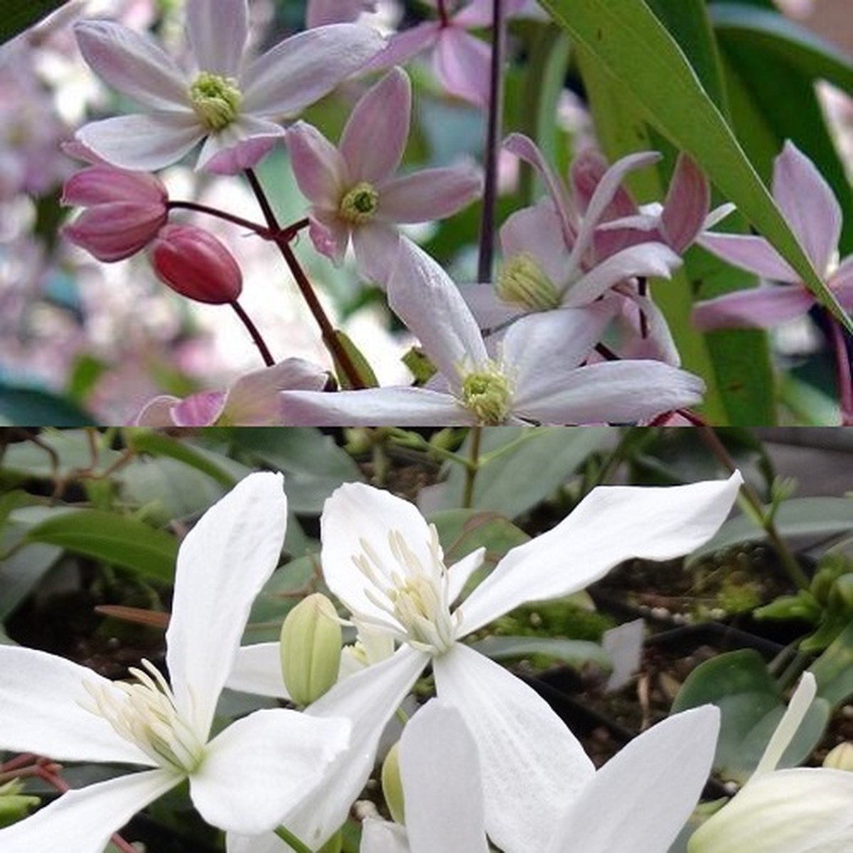 2 x Groenblijvende Clematis Klimplanten mix: Clematis Apple Blossom (Roze) + Clematis Armandii (Wit) - Meerjarige, Groenblijvende (Wintergroen) en Winterharde planten | 2 x 1,5 liter pot