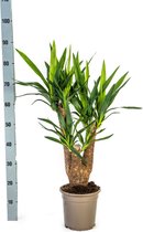 Lys Palmier, Plante Verte Peu d'Entretien, Ambiances Tropicales, Yucca Elephantipes Ø21cm - 60-65cm