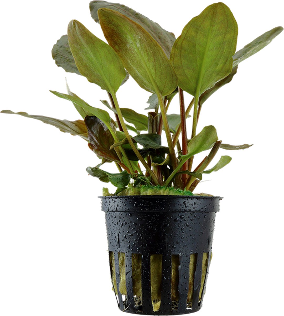 Aquaflora Lagenandra Meeboldii Red | in 5 cm pot P5 Pot
