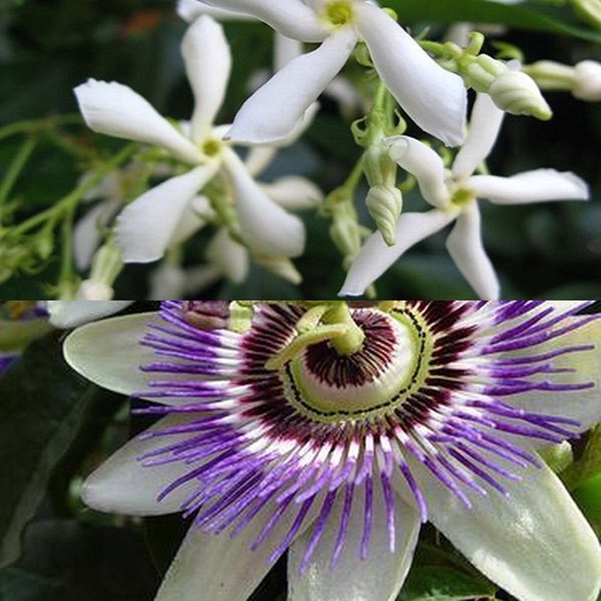 2-Set: 1 x Passiebloem (Blauw) + 1 x Toscaanse Jasmijn (Wit) | Groenblijvend, geurend en Winterhard - Meerjarig bloeiende klimplanten - 2 x 1,5 Liter pot | Hoogte 60-80cm