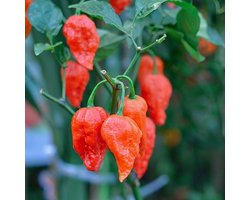 Peper zaden - Naga Morich