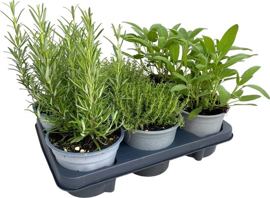 Mediterraanse kruiden mix - biologisch - 6 planten in pot Ø14 cm