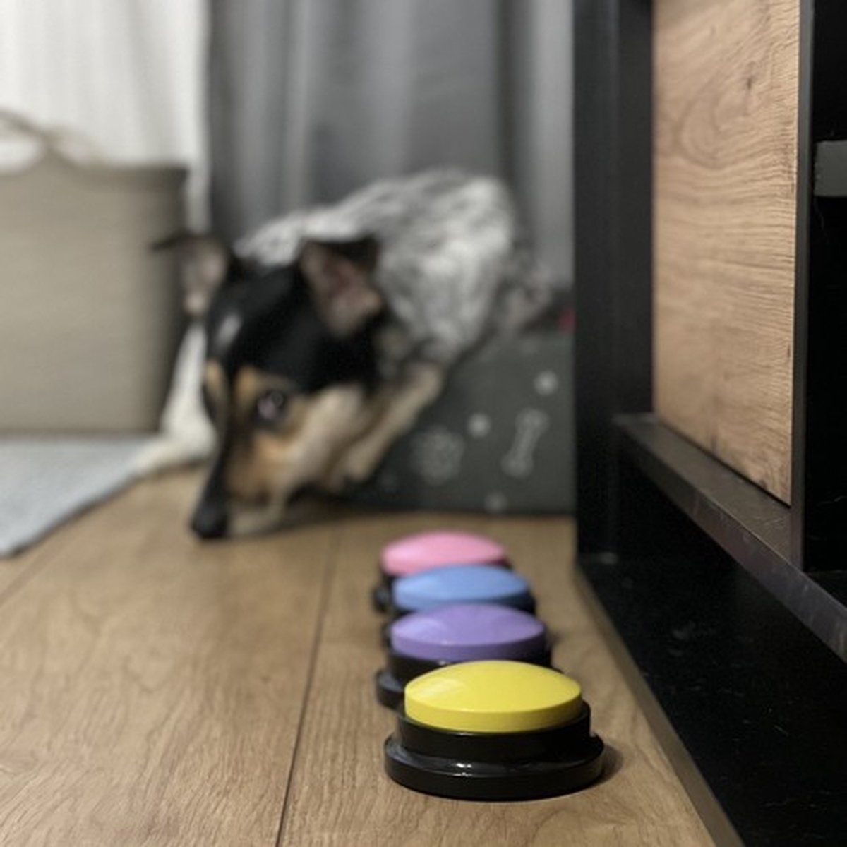 Opneembare Knoppen voor Honden, Sprekende