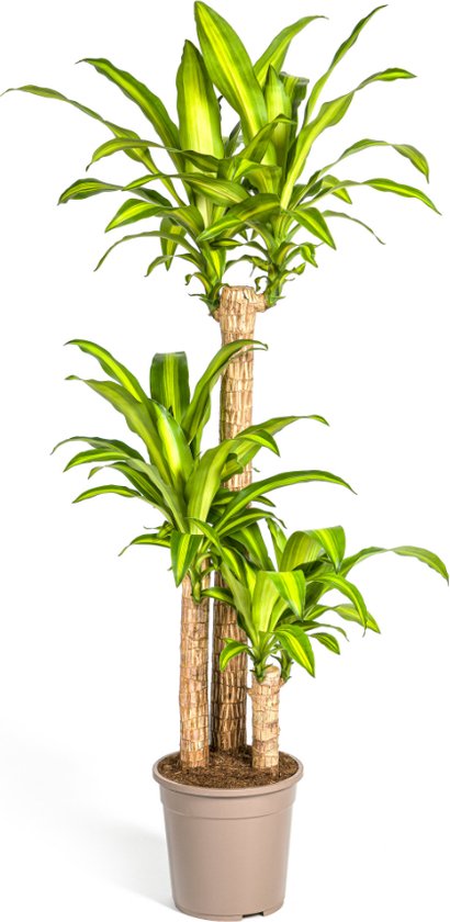 Plantenboetiek.nl | Dracaena Fragrans Massangeana - Ø24cm - 130-150cm hoog - Kamerplant - Groenblijvend