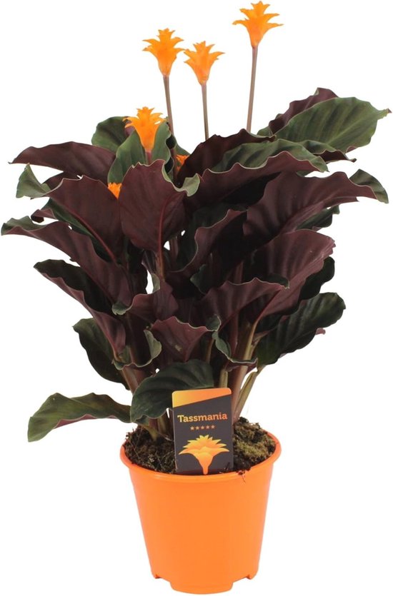 Shade plant with a zebra look - Calathea orbifolia - 12cm pot - appro