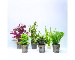 Aquabetta Aquarium Planten Set LAP-006 – 6 Aquariumplanten – Alternanthera – Bacopa – Limnophila – Lobelia – Ludwigia – Vallisneria – Decoratie – Set met diverse Hoogtes
