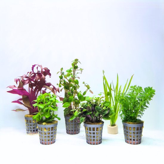 AquaOne Lot de 5 plantes d'aquariu I Cyperus Hygrophila Lobelia AquaOne Lot de 5 plantes d'aquariu I Cyperus Hygrophila Lobelia
