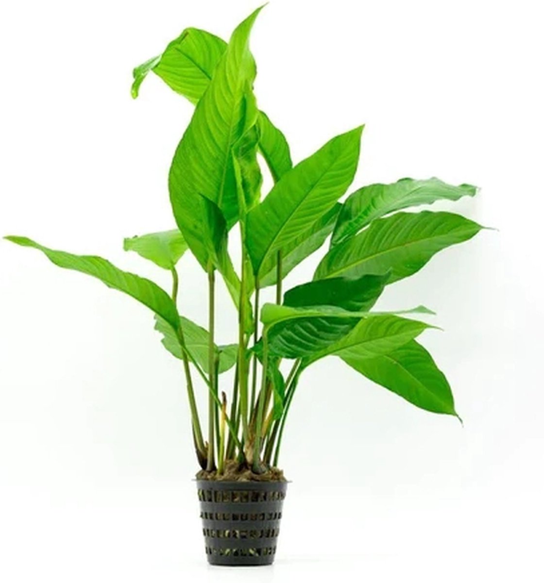 Moerings Anubias Heterophylla | Langsteelspeerblad | In 5 cm pot