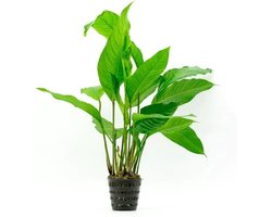 Moerings Anubias Heterophylla | Langsteelspeerblad | In 5 cm pot