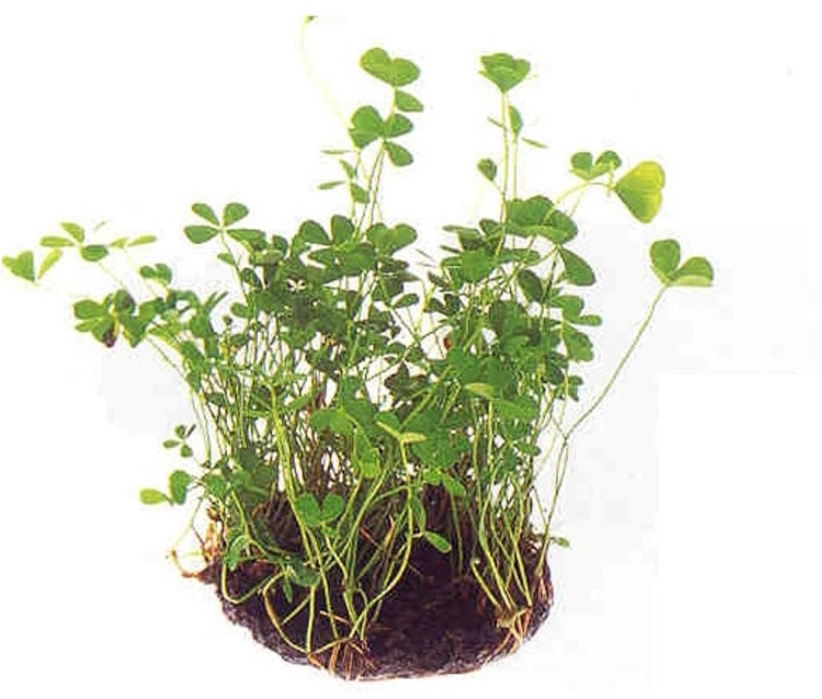 Moerings Marsilea | Kleine klaverbladvaren | in 5 cm pot