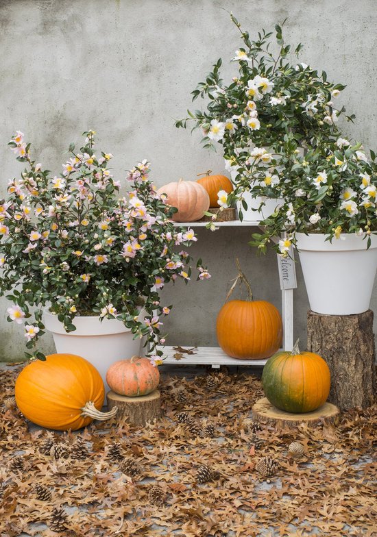 Camellia sasanqua 'Pink' - rose - persistant - env. 35 cm de haut - pot 15cm
