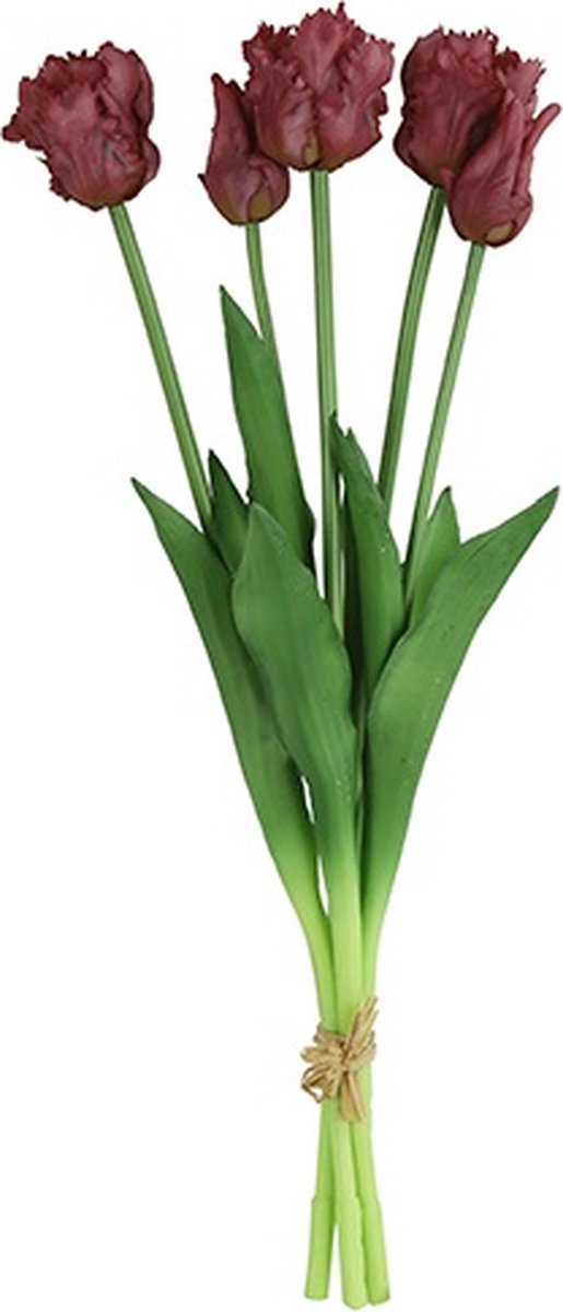 Tulpen - Boeket tulpen Tulp (parkiet) boeket paars-L16B16- Hoogte 40CM
