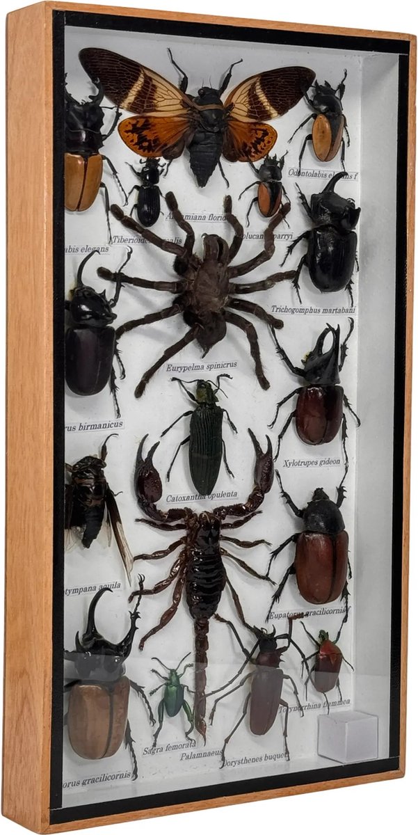 Western Deco - Insecten box Assorti Verticaal - Angamiana floridula – Opgezette Insecten - 36x20 cm - #1