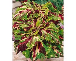 Coleus x blumei Kong Mosaic