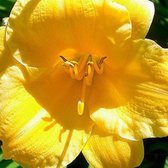 6 x Hemerocallis 'Stella De Oro' - Daglelie pot 9x9cm - Gouden bloemen, langbloeiend, winterhard