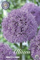 Gladiator Allium Bloembollen 1 stuks bolmaat 20+