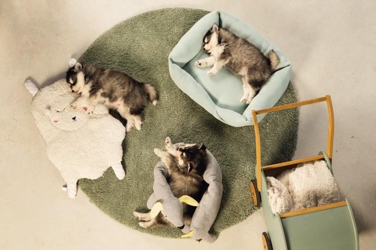 Drie puppy's slapen en spelen op een ronde groene mat met een schaapknuffel en een grijze knuffelhond.