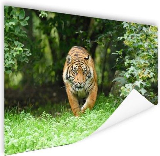 Close-up van een Sumatraanse tijger Poster 90x60 cm - Foto print op Poster (wanddecoratie woonkamer / slaapkamer) / Dieren Poster
