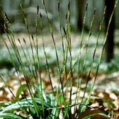 6 x Carex Plantaginea - Breedbladige Zegge pot 9x9cm - Delicate Schoonheid in de Schaduw
