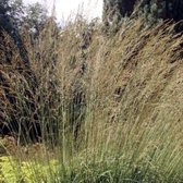 6 x Molinia Arundinacea 'Windspiel' - Pijpestrooitje pot 9 x 9 cm - Een Speelse Dans van Herfsttinten