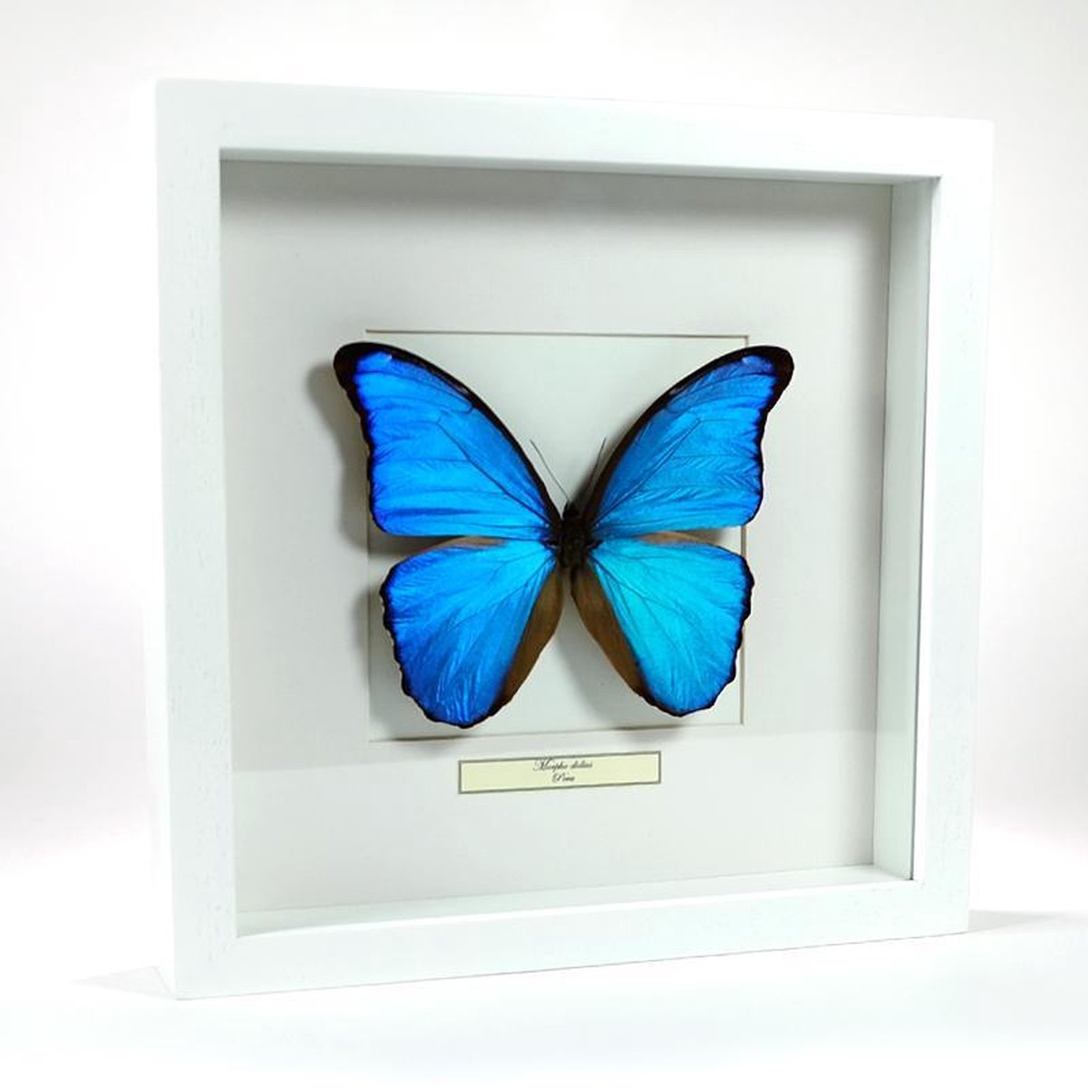 Opgezette vlinder in een witte lijst - Morpho didius