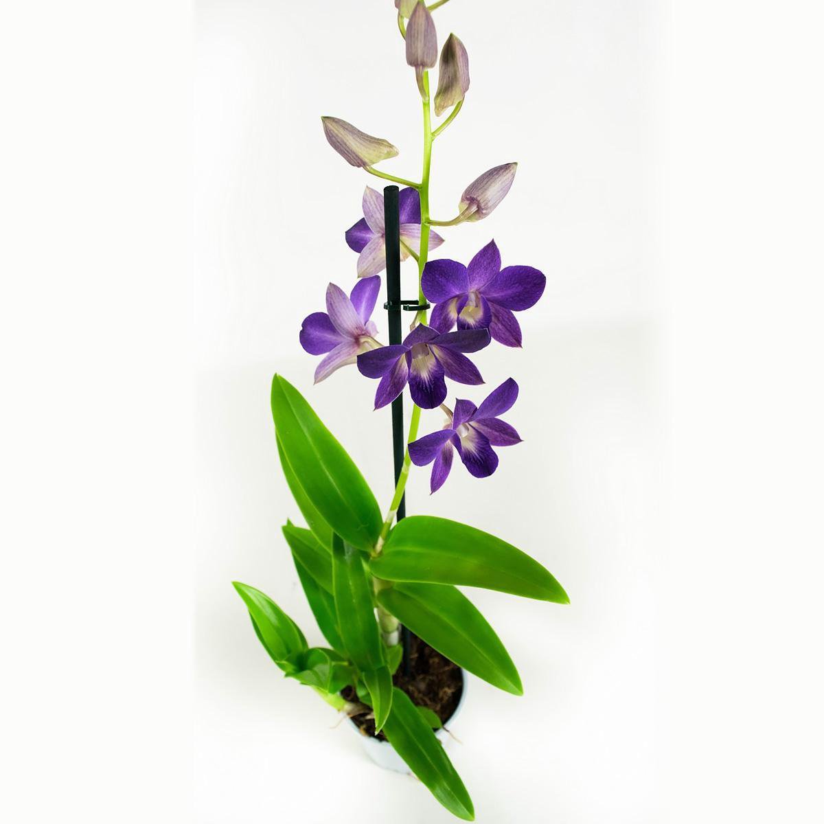 Orchideeën van Botanicly – 2 × Dendrobium Sa-Nook – Hoogte: 55 cm, 1 ...