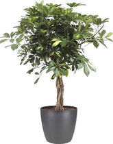 Kamerplant van Botanicly – Vingerboom incl. sierpot antraciet als set – Hoogte: 100 cm – Schefflera arb. Gold Capella