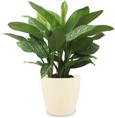 Kamerplant van Botanicly – Aglaonema incl. crème kleurig sierpot als set – Hoogte: 70 cm