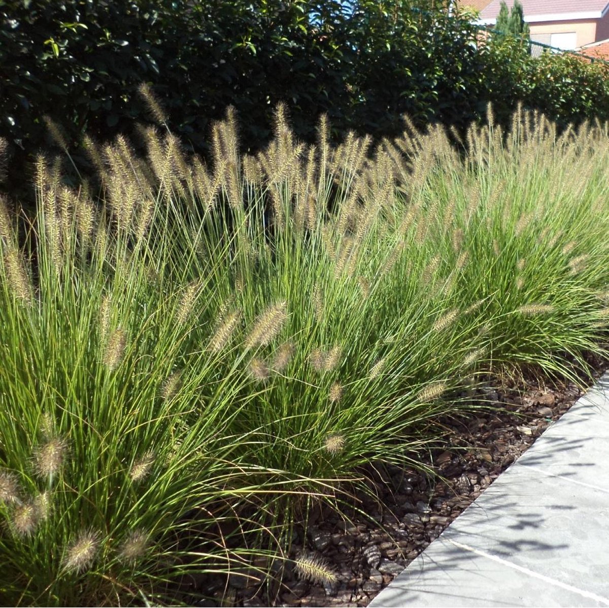 Pennisetum Hameln Lampenpoetsersgras Pot 9x9cm Pot Bol pennisetum-hameln-lampenpoetsersgras-pot-9x9cm-pot-bol
