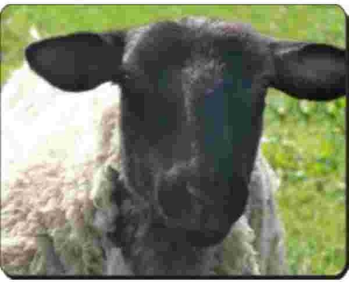 Schaap ( Zwart Hoofd ) Muismat
