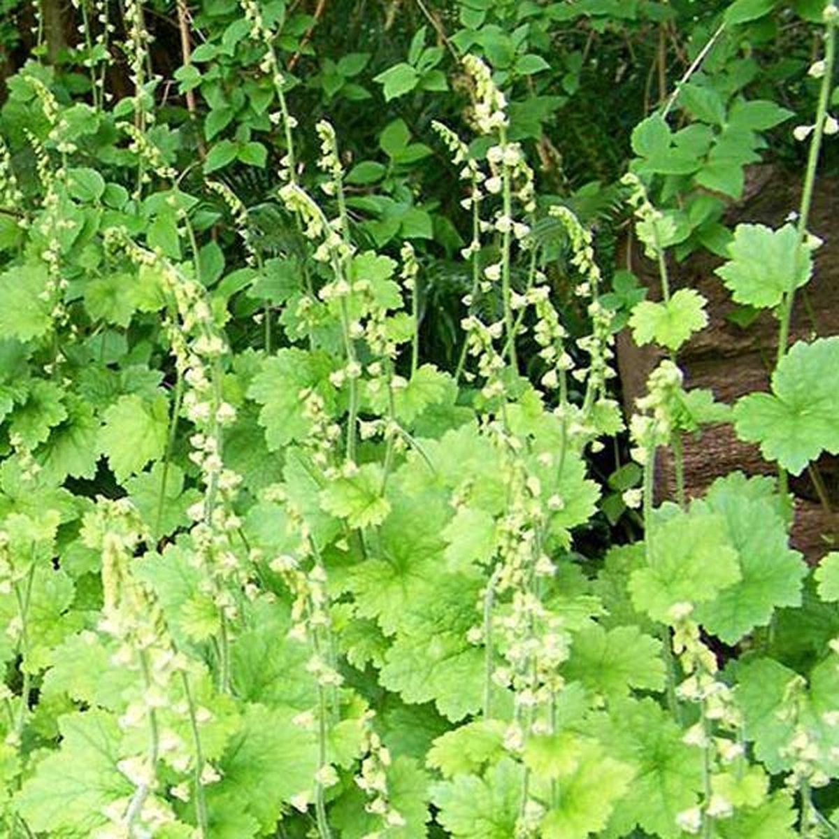 6 x Tellima Grandiflora - Mijterloof Pot 9x9 cm - Subtiel Groenbloeier