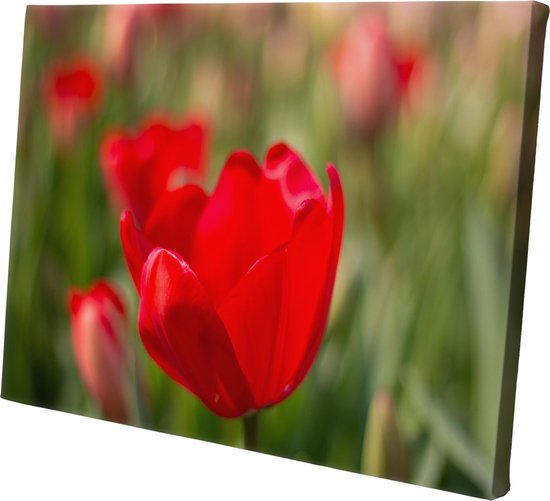 CANVASDOEK RODE TULP | Wanddecoratie | 30 CM x 20 CM | Canvas | Foto op canvas | Schilderij | Aan de muur | Natuur | BLOEMEN