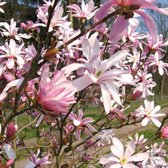 Magnolia Loebneri 'Leonard Messel' - Beverboom, Valse tulpenboom 50-60 cm pot