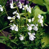 6 x Viola Odorata 'Alba '- Viooltje pot 9x9cm - Witte bloemen