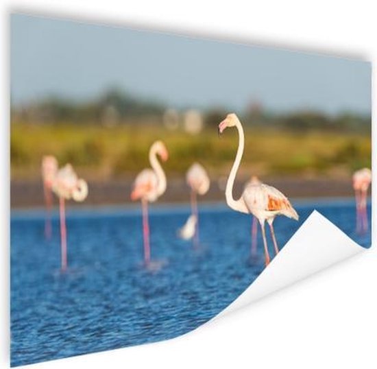 Poster Groupe de flamants roses 90x60 cm - Tirage photo sur Poster (décoration murale salon / chambre) / Poster Animaux