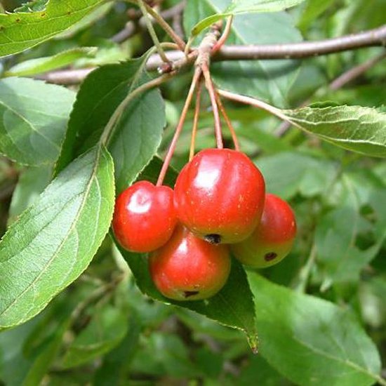Malus 'Red Sentinel' - Pommier d'ornement - Arbre Tige 10-12 cm Racines nues