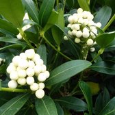 Skimmia Japonica 'Kew White' - Skimmia 30-35 cm pot