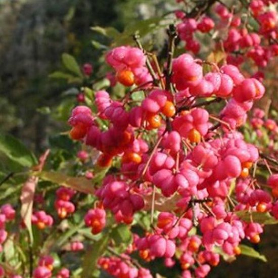 Euonymus Europaeus - Kardinaalsmuts 60-80 cm pot