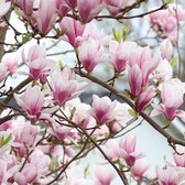 Magnolia Soulangiana - Beverboom, gewone magnolia 40-60 cm pot