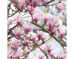 Beverboom - Magnolia soulangeana 50-60 cm